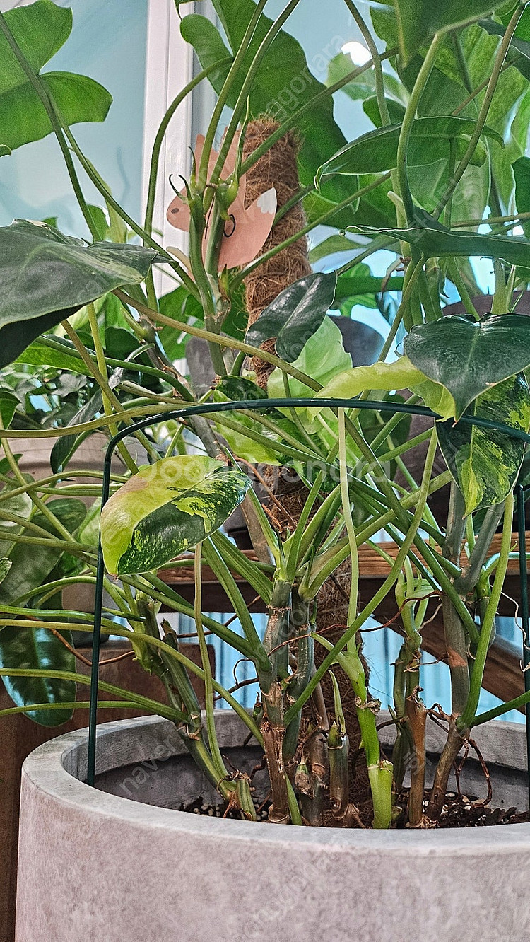 희귀식물 필로덴드론 버럴막스 바리에가타--1